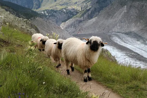 animales raros
