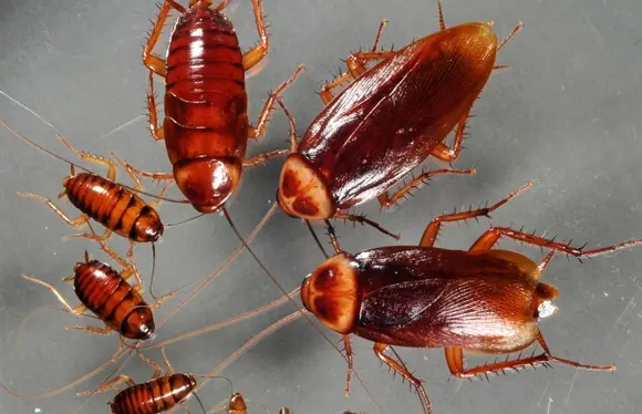35 Curiosidades que no sabias