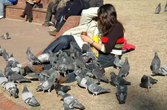 palomas