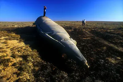 abandonados