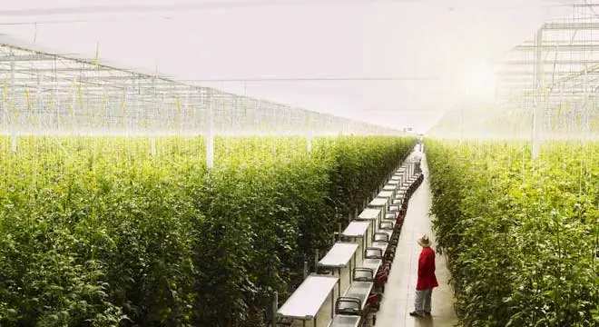 Capturar carbono para hacer crecer tomates