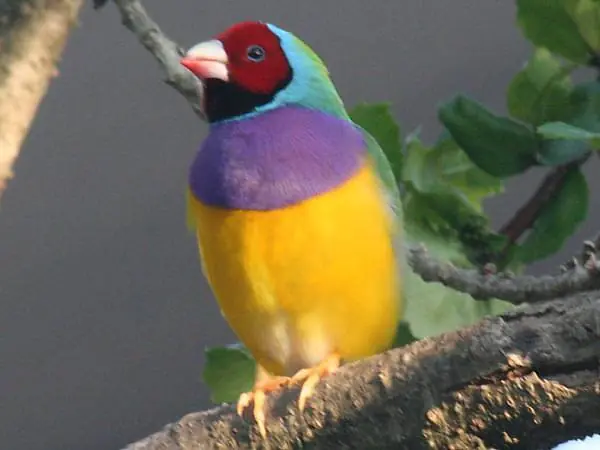 Pan