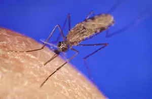 Los insectos mas extraños del mundo