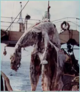 Los animales más extraños encontrados en el mar