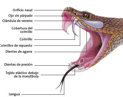 Cómo actuar ante las picaduras de serpiente