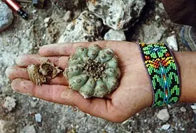 La jerga de las drogas