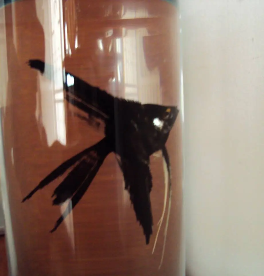 peces