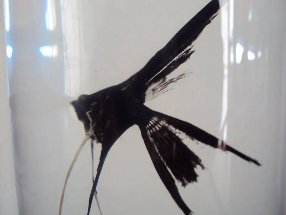 Pez Pterophyllum Scalare ( Escultura Propia)