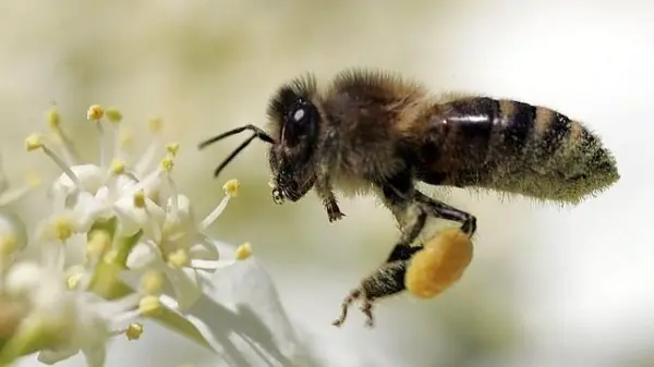Las abejas necesitan tu ayuda