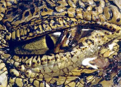 Lágrimas de Cocodrilo