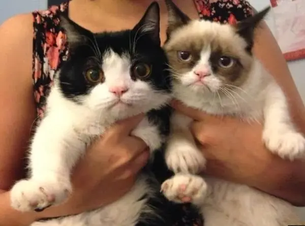 gato