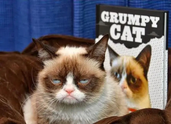 Algunas curiosidades de Grumpy Cat