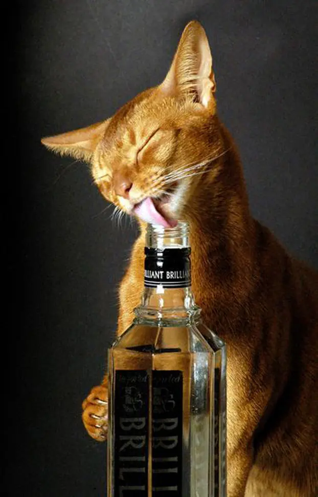 Animales