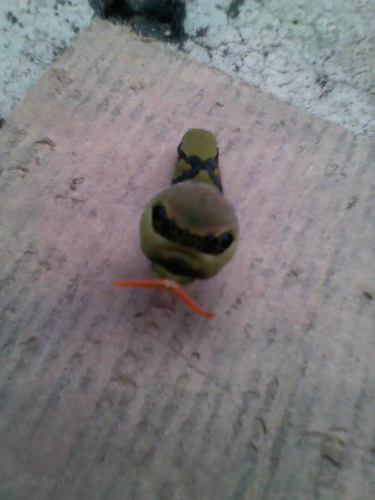 Quien es Ese pokemon???