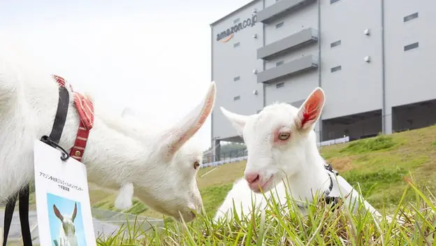 Amazon Japón contrata a 40 cabras