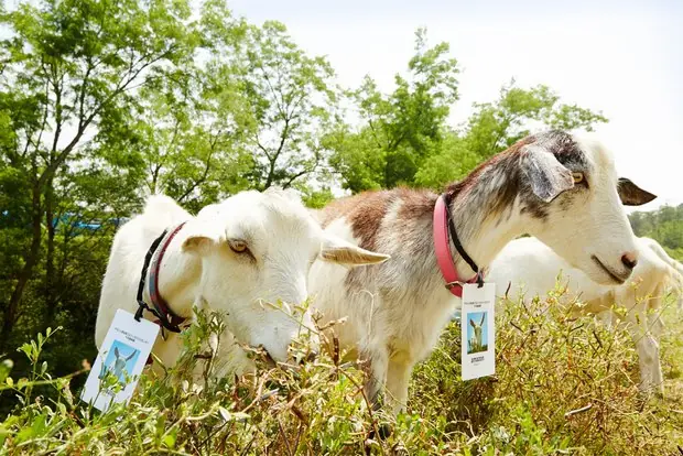 cabras