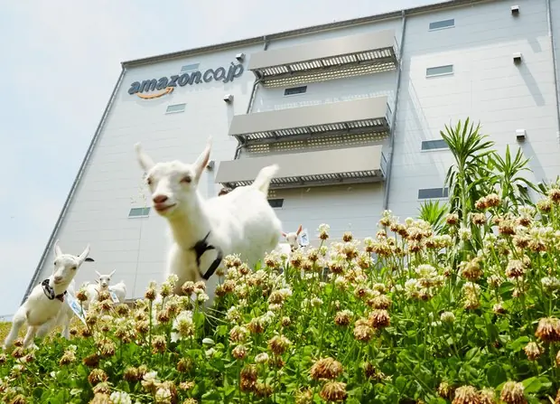 amazon
