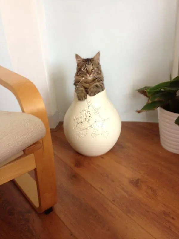 animal