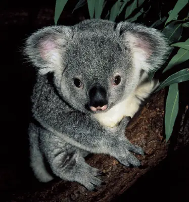 Novedades Ubuntu 9.10 Karmic Koala.