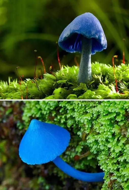 hongos