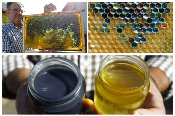 Abejas producen miel azul y verde después de comer M&Ms