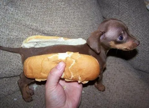 Animales