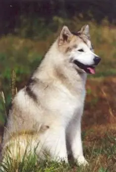 american staffordshire