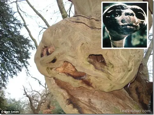 El árbol que se parece a E.T. el extraterrestre (Fotos)
