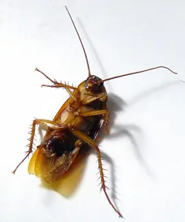 top
