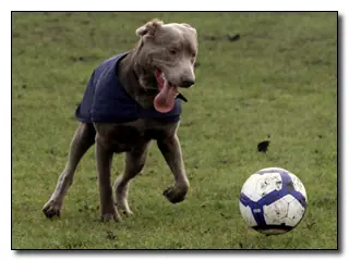 soccer