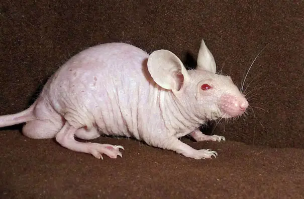 [Mini post] 5 animales sin pelo