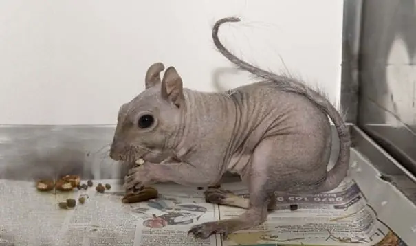 sin pelo
