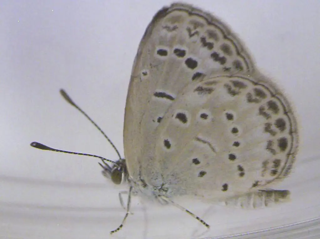 mariposas