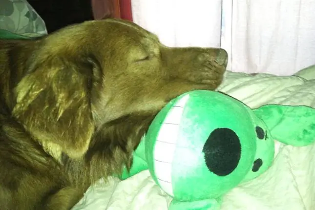 La emotiva historia del perro callejero chileno adoptado por
