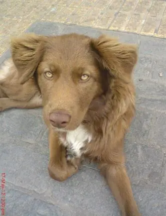 perro