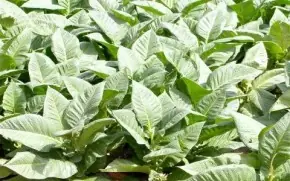 tabaco