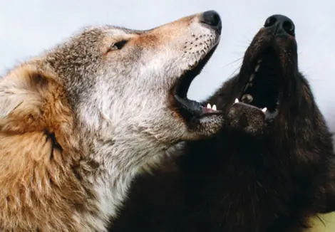 lobo malo, lobo bueno