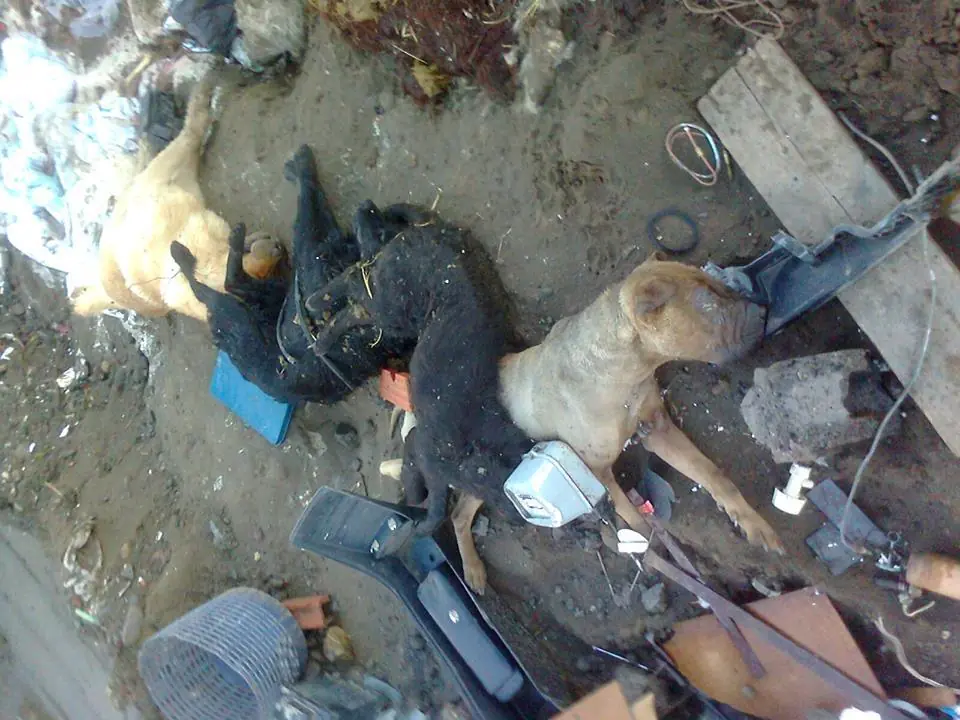 asesinos