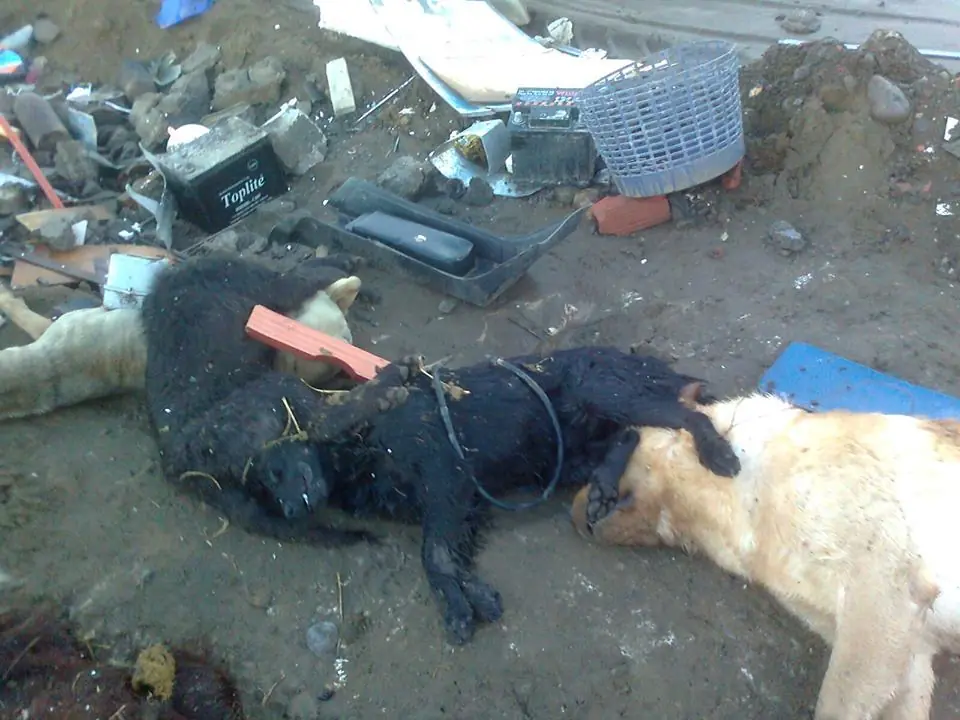 matanza de perros