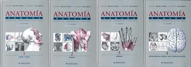 anatomia