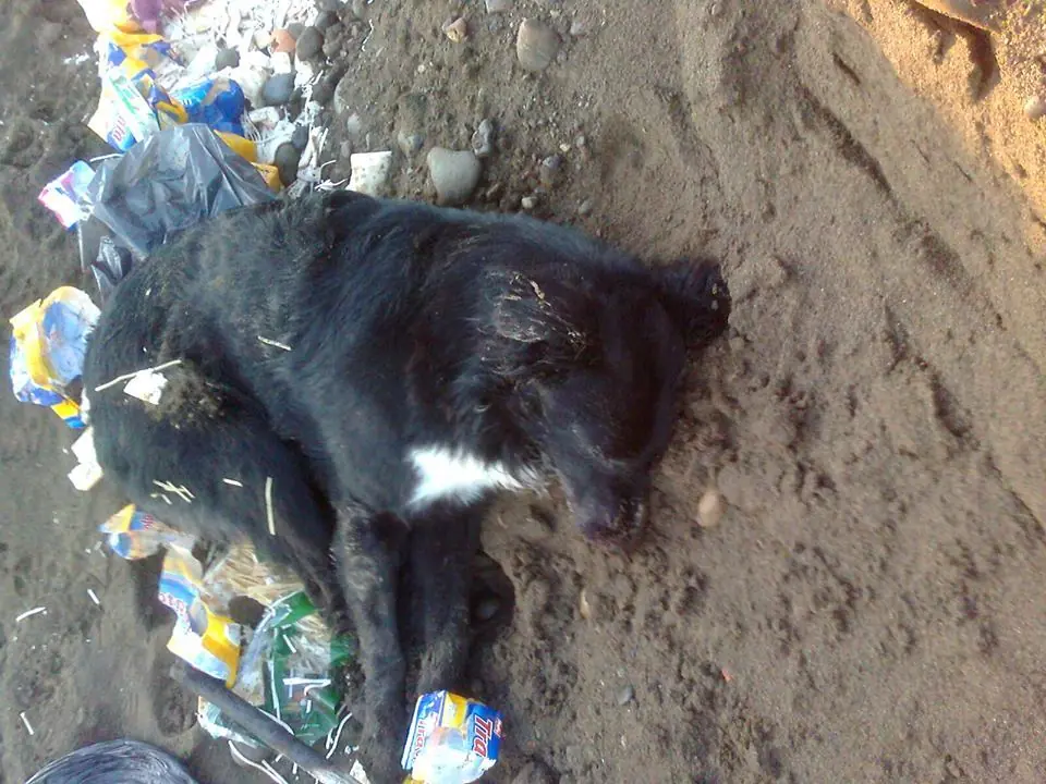 matanza