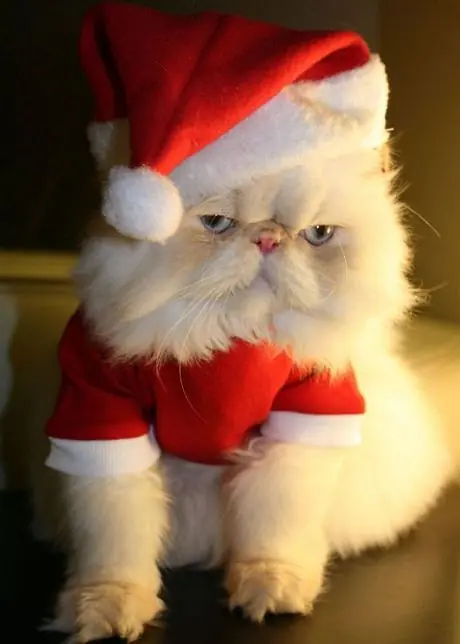gato navideño