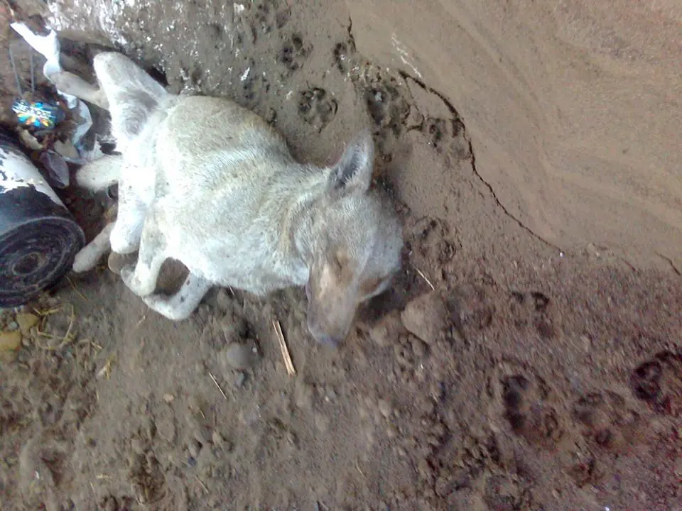 No a la matanza de Perros en mi Provincia !