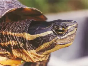 tortuga