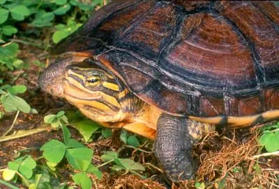 Tortugas de agua dulce en peligro