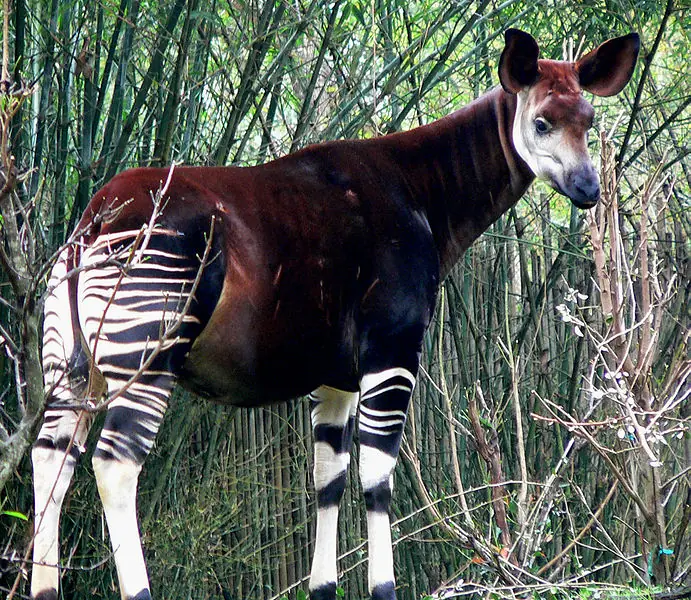 Okapi La combinación entre jirafa y cebra