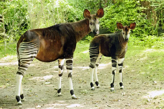 okapi