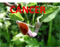 Remedios Naturales pueden producir Cáncer