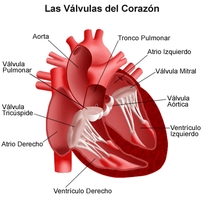 prolapso de valvula mitral