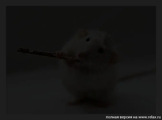 ratas que te invitan a reir